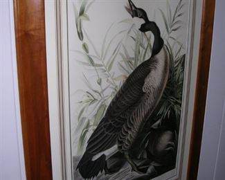 Audubon Goose