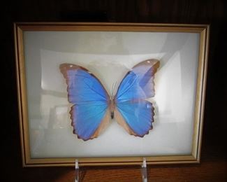 Butterfly Art