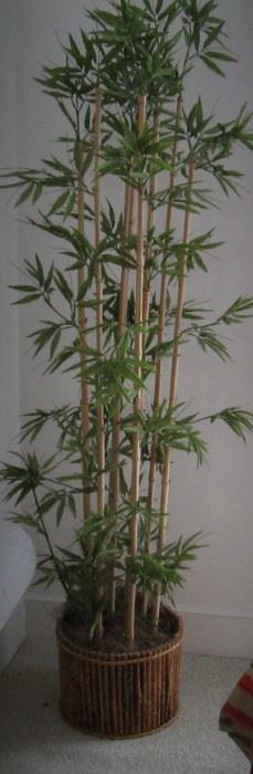 Bamboo Silk Plant