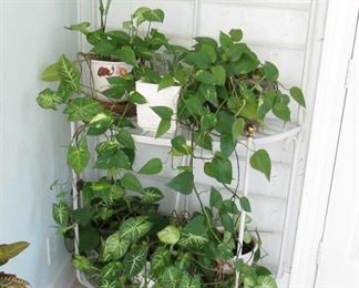 Bakers Rack... Live Plants...