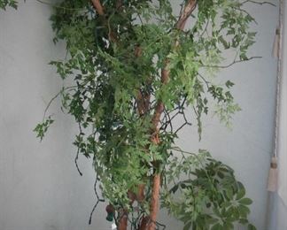 Silk Tree