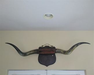 longhorn horns mounted