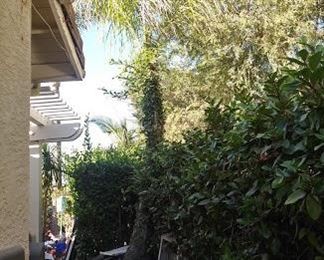 Potted Palm Tree