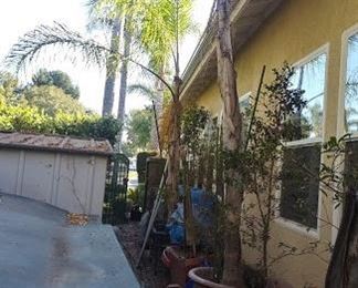 Potted Palm Tree