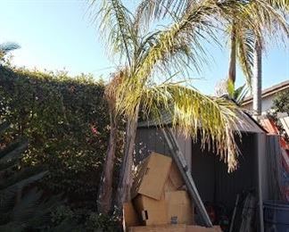 Potted Palm Tree