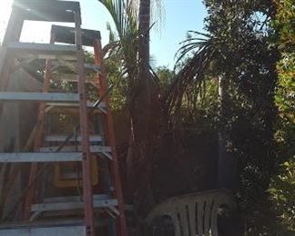 Potted Palm Tree