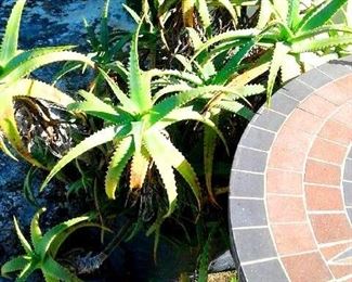 Potted plants around pool. Aloe and bamboo