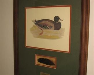 Mallard display