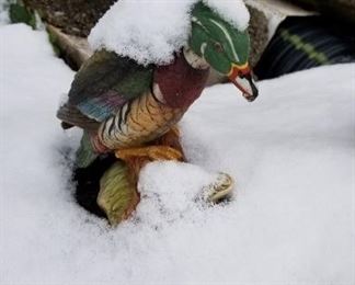 Snow bird ha ha ha