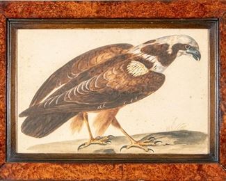 Pen & Watercolor Of A Bird, Late 18th/Early 19th Century