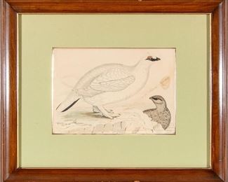 Framed Drawing Of Two Birds, Dated 1854