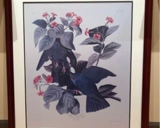 art print white crowned pigeon r havell