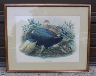 Peacock Print
Lot #: 135