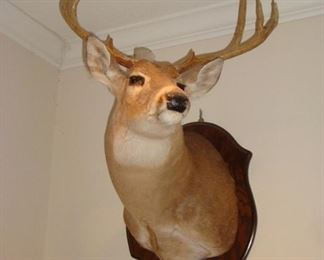 6 point mounted deer head.