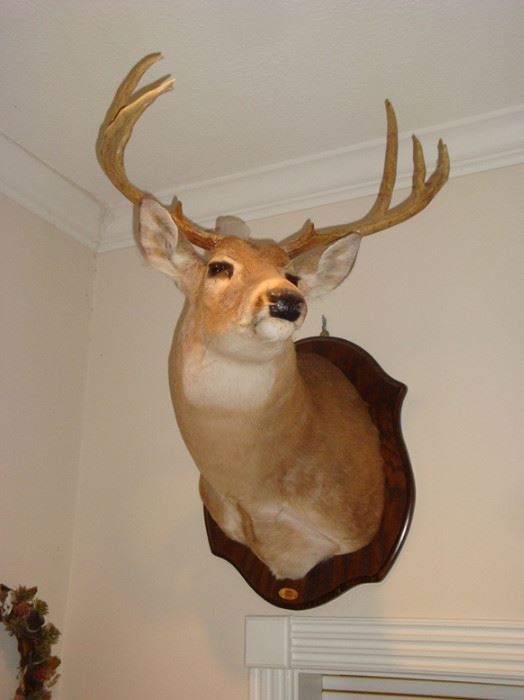 6 point mounted deer head.