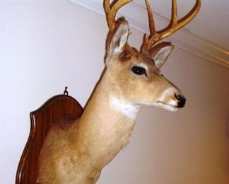 Deer Head Mount 