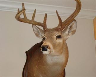 Deer Head Mount 