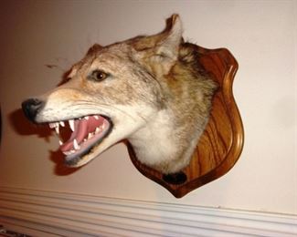 Coyote Head Mount 