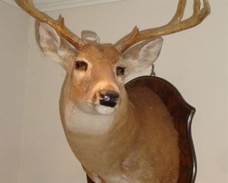 Deer Head Mount 