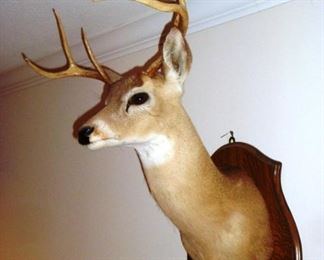 Deer Head Mount 