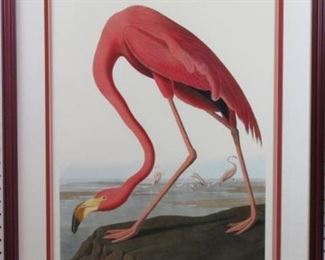 Pink Flamingo by John Audubon