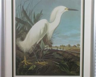 Snowy Heron by John Audubon