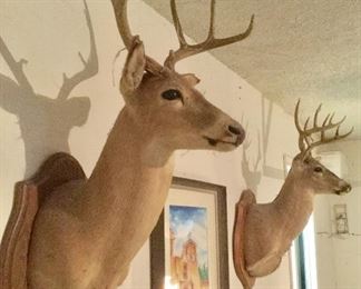 Pair of nice trophy deer heads