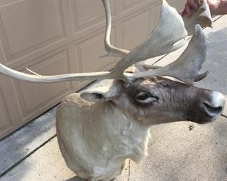 Quebec Labrador Bull Reindeer 1990 - NOW ILLEGAL