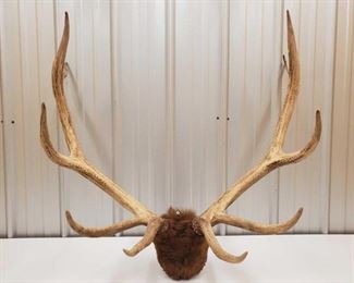 1023" Antler Mount
Measures approx 34"