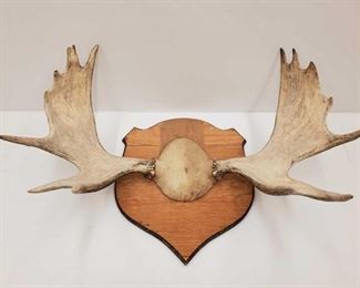 1024: Antler Wall Mount
Measures approx 34"x12"