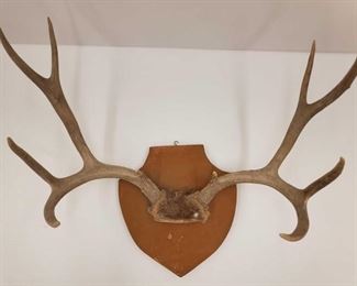 1025: Antler Wall Mount
Measures approx 21"x26"