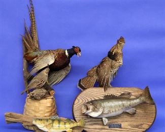 Fish and Bird Mounts