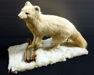 Arctic Fox Taxidermy Mount, Approximately 19" H x 28" W x 12" D