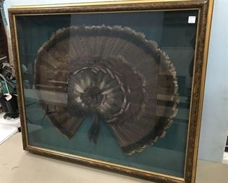 Eastern Turkey Shadow Box Fan and Beards