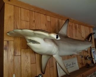 Hammerhead Shark, Taxidermy in 1967 excellent condition,  8ft 4in.  Caught by current owner in 1967