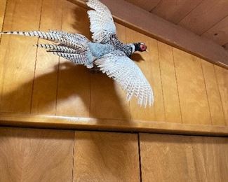 Stuffed pheasant