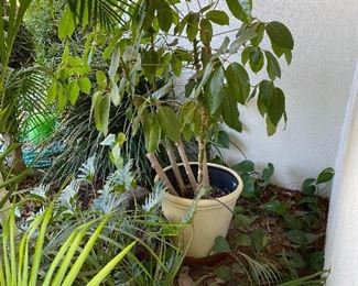Potted plants