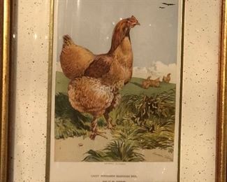 Chicken print