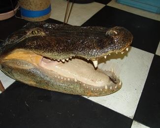 Alligator head