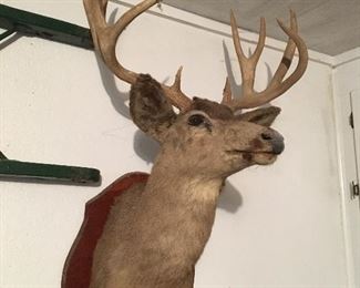Vintage 10 point Deer Mount