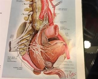 Cardiac illustrations