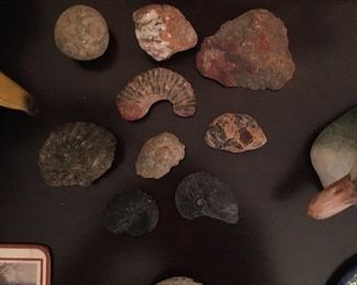 Fossils   Rock specimens  
