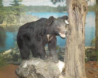 One of several bears
