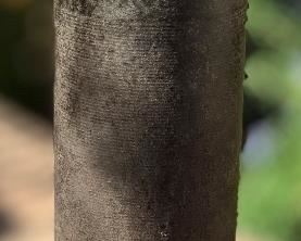 WWI Scovill Model 1907M Artillery Fuse & Shell BRASS	11in H	
