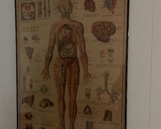 Anatomical charts