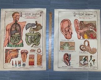 Anatomical Charts
