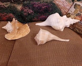 3 large seashells