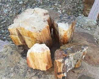 4 pieces of petrified wood
