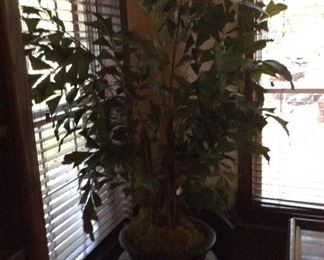 Plant