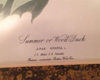 "Summer or Wood Duck"